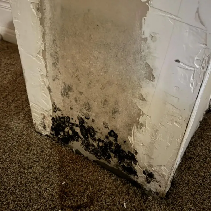 Professional Mold Removal in Lynn County, TX